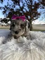 Sherlee - Micro Mini F1b, a female Poodle - Toy  and Miniature Aussiedoodle for sale in Columbia City, IN – Photo 2 of 6