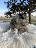 Sherlee - Micro Mini F1b, a female Poodle - Toy  and Miniature Aussiedoodle for sale in Columbia City, IN – Photo 3 of 6