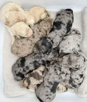 Sherlee - Micro Mini F1b, a female Poodle - Toy  and Miniature Aussiedoodle for sale in Columbia City, IN – Photo 6 of 6