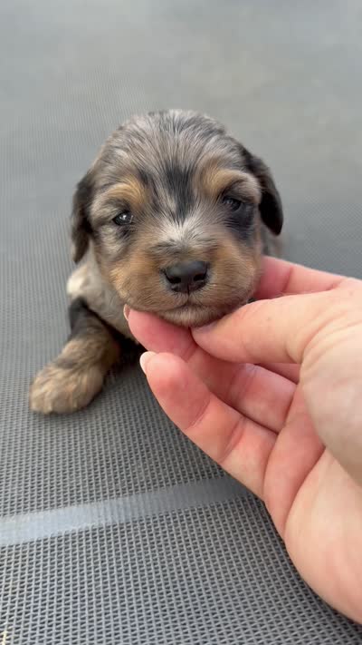 Stryker - Micro Mini F1b, a male Miniature Aussiedoodle for sale in Columbia City, IN – 7 of 8