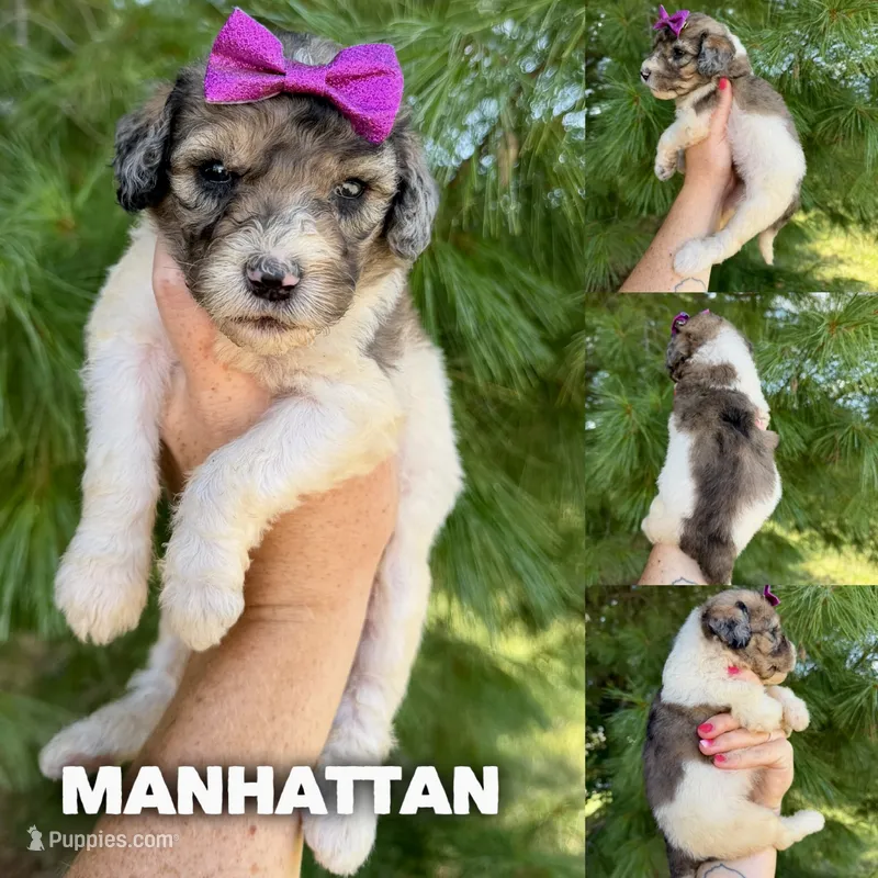 Manhattan - Standard F1b – Goldendoodle puppy for sale in Columbia City, IN