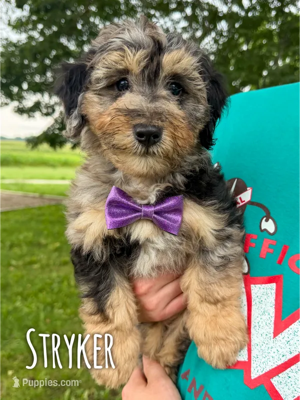Stryker - Micro Mini F1b – Miniature Aussiedoodle puppy for sale in Columbia City, IN