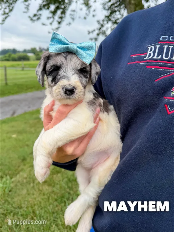 Mayhem - Standard F1b – Goldendoodle puppy for sale in Columbia City, IN