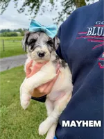 Mayhem - Standard F1b, a female Goldendoodle for sale in Columbia City, IN – 3 of 7