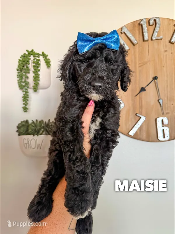 Maisie - F1b – Goldendoodle puppy for sale in Columbia City, IN