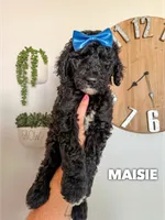 Maisie - F1b, a female Goldendoodle for sale in Columbia City, IN – 2 of 10