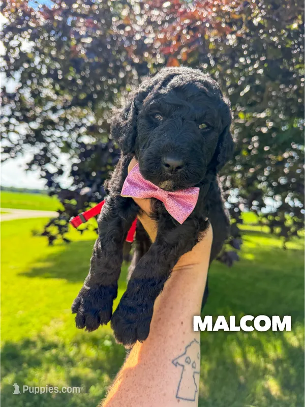 Malcom - F1b – Goldendoodle puppy for sale in Columbia City, IN
