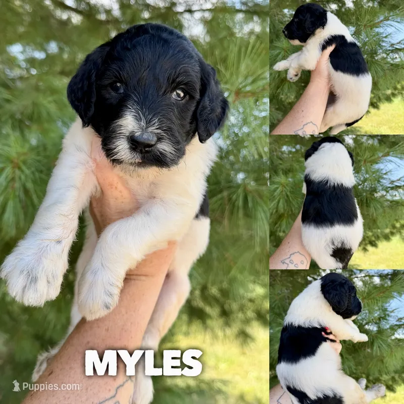 Myles - Standard F1b – Goldendoodle puppy for sale in Columbia City, IN