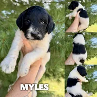 Myles - Standard F1b, a male Goldendoodle for sale in Columbia City, IN – 1 of 3