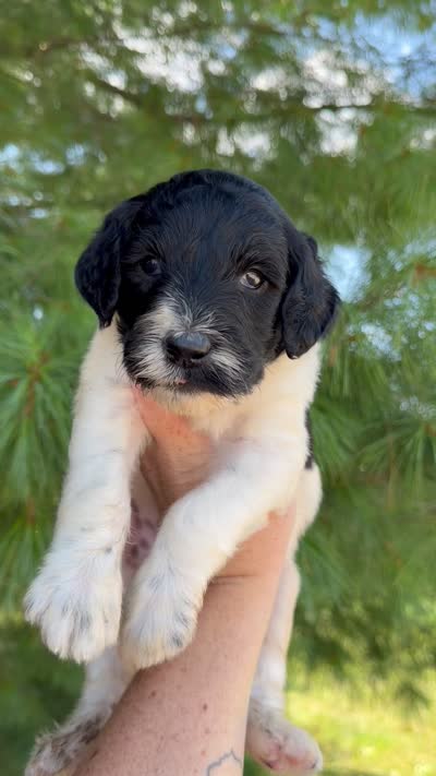 Myles - Standard F1b, a male Goldendoodle for sale in Columbia City, IN – 3 of 3