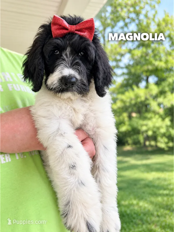 Magnolia - Standard F1b – Goldendoodle puppy for sale in Columbia City, IN
