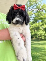 Magnolia - Standard F1b, a female Goldendoodle for sale in Columbia City, IN – 1 of 7