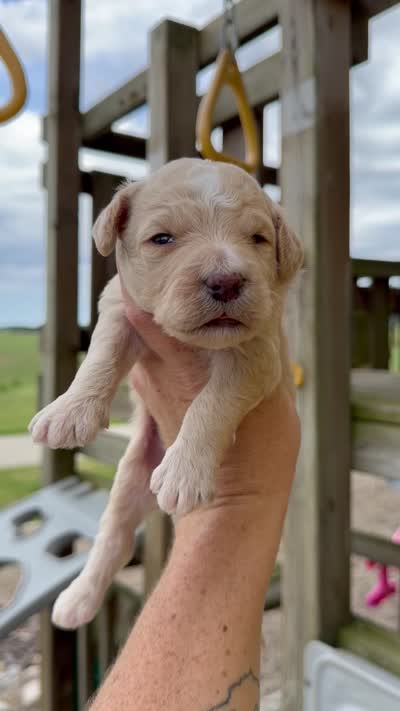 Mickey - F1b, a male Goldendoodle for sale in Columbia City, IN – 4 of 4