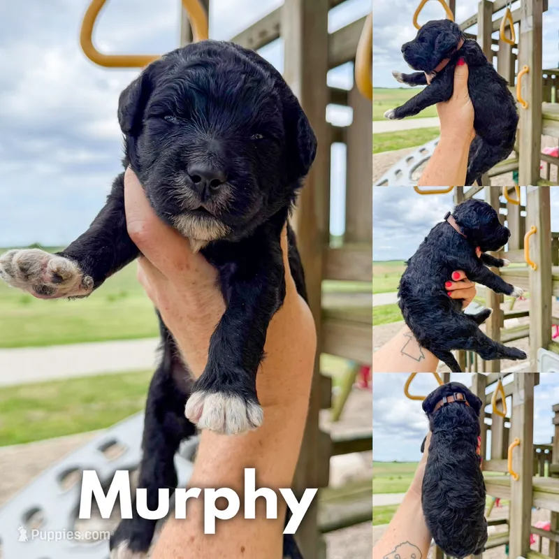 Murphy - F1b – Goldendoodle puppy for sale in Columbia City, IN