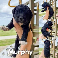 Murphy - F1b, a male Goldendoodle for sale in Columbia City, IN – 1 of 4