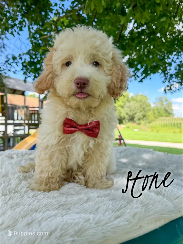 Stone - Micro Mini F1b – Miniature Aussiedoodle puppy for sale in Columbia City, IN