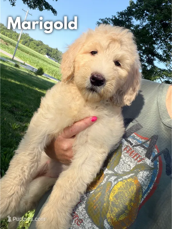 Marigold - F1b – Goldendoodle puppy for sale in Columbia City, IN