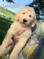 Marigold - F1b, a female Goldendoodle for sale in Columbia City, IN – 1 of 10