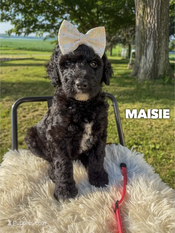 Maisie - F1b – Goldendoodle puppy for sale in Columbia City, IN