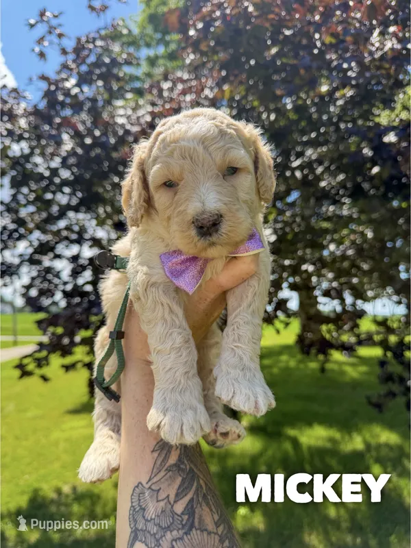 Mickey - F1b – Goldendoodle puppy for sale in Columbia City, IN