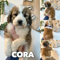 Cora - Standard F1b, a female Saint Berdoodle for sale in Columbia City, IN – Photo 1 of 4