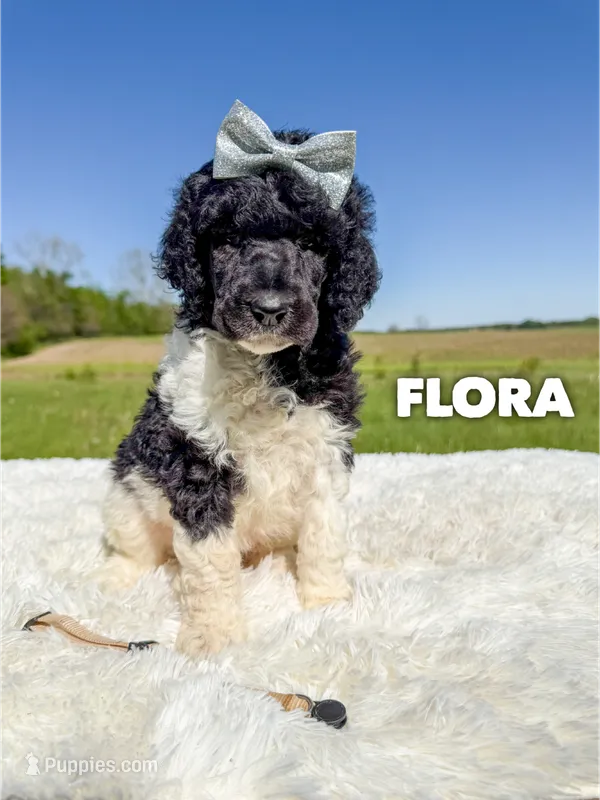 Flora - AKC Tri Parti – Poodle - Standard  puppy for sale in Columbia City, IN