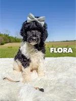 Flora - AKC Tri Parti, a female Poodle - Standard  for sale in Columbia City, IN – 1 of 9