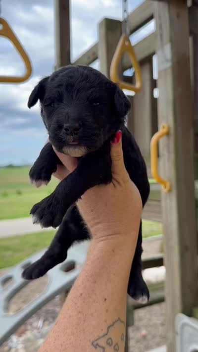 Maisie - F1b, a female Goldendoodle for sale in Columbia City, IN – 4 of 4