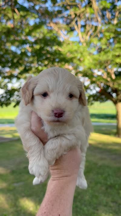 Scout - Micro Mini F1b, a male Miniature Aussiedoodle for sale in Columbia City, IN – 8 of 8