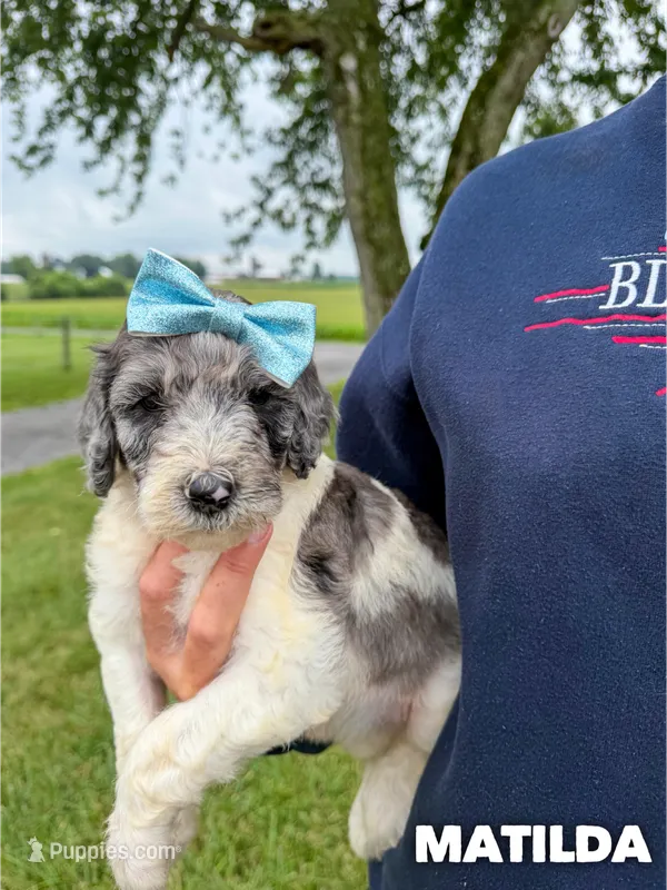 Matilda - Standard F1b – Goldendoodle puppy for sale in Columbia City, IN