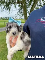Matilda - Standard F1b, a female Goldendoodle for sale in Columbia City, IN – 3 of 7