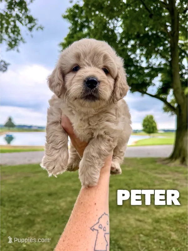 Peter - Micro Mini F1b – Miniature Goldendoodle puppy for sale in Columbia City, IN