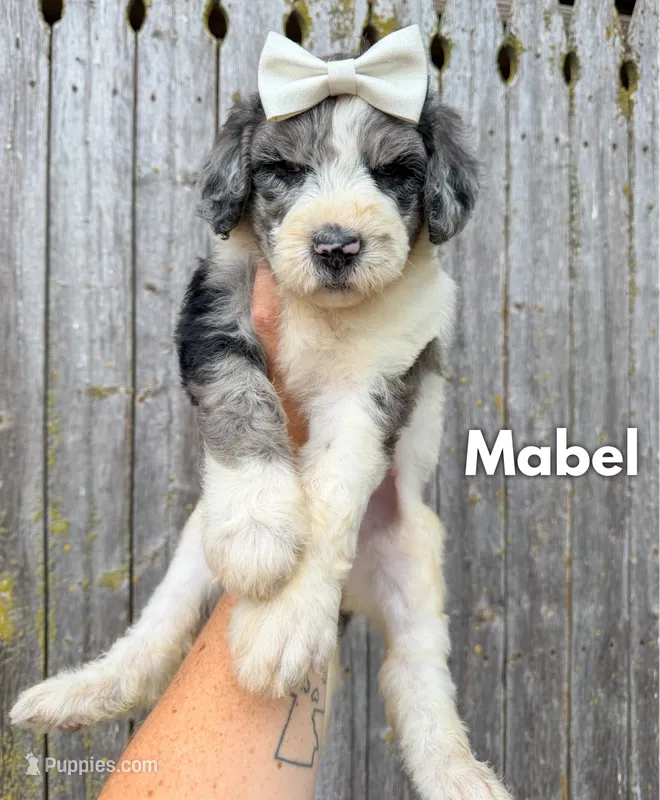 Mabel - Standard F1b – Goldendoodle puppy for sale in Columbia City, IN