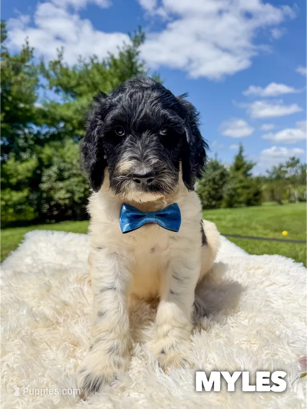 Myles - Standard F1b – Goldendoodle puppy for sale in Columbia City, IN
