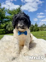 Myles - Standard F1b, a male Goldendoodle for sale in Columbia City, IN – 2 of 7
