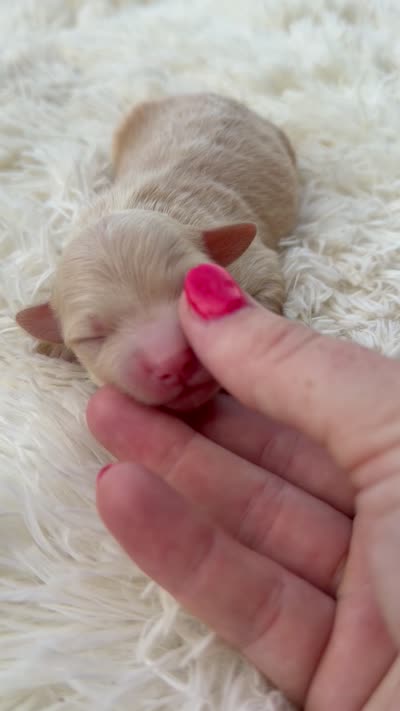Scout - Micro Mini F1b, a male Miniature Aussiedoodle for sale in Columbia City, IN – 3 of 4