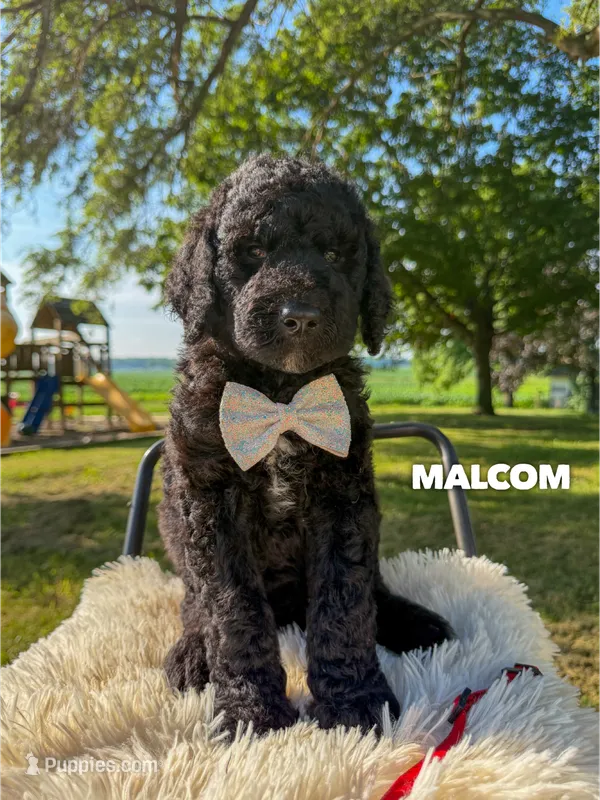 Malcom - F1b – Goldendoodle puppy on hold in Columbia City, IN