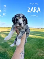 Zara - Mini F1b, a female Miniature Bernedoodle for sale in Columbia City, IN – Photo 2 of 5