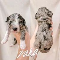 Zara - Mini F1b, a female Miniature Bernedoodle for sale in Columbia City, IN – Photo 4 of 5