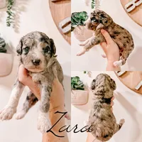 Zara - Mini F1b, a female Miniature Bernedoodle for sale in Columbia City, IN – Photo 3 of 5