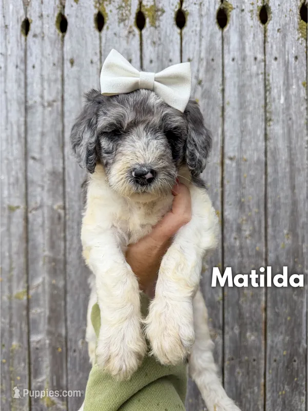 Matilda - Standard F1b – Goldendoodle puppy for sale in Columbia City, IN