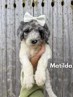 Matilda - Standard F1b, a female Goldendoodle for sale in Columbia City, IN – 4 of 7