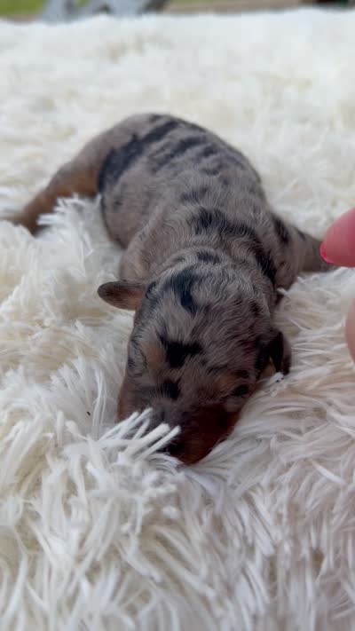 Starling - Micro Mini F1b, a female Miniature Aussiedoodle for sale in Columbia City, IN – 3 of 4