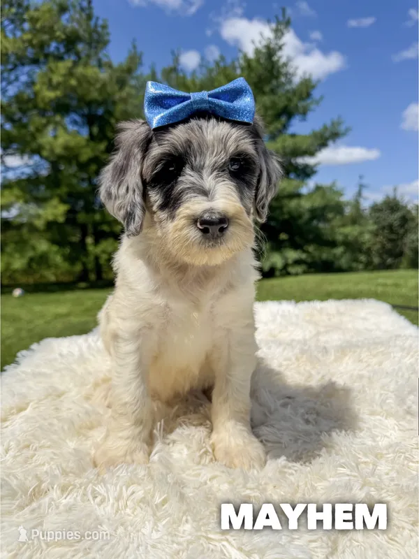 Mayhem - Standard F1b – Goldendoodle puppy for sale in Columbia City, IN