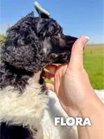Flora - AKC Tri Parti, a female Poodle - Standard  for sale in Columbia City, IN – 2 of 9