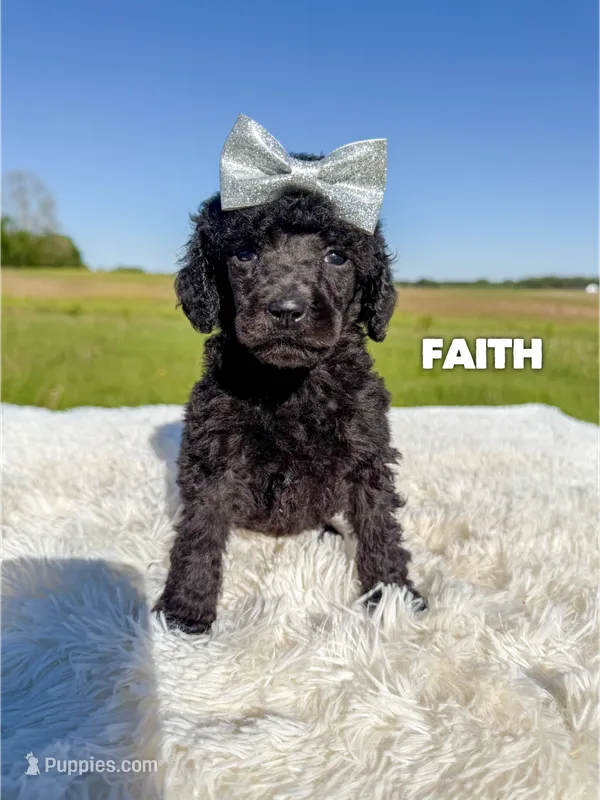 Faith - AKC – Poodle - Standard  puppy for sale in Columbia City, IN