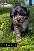 Malachi, a male Chinese Crested and Poodle - Toy  for sale in Columbia City, IN – 1 of 4