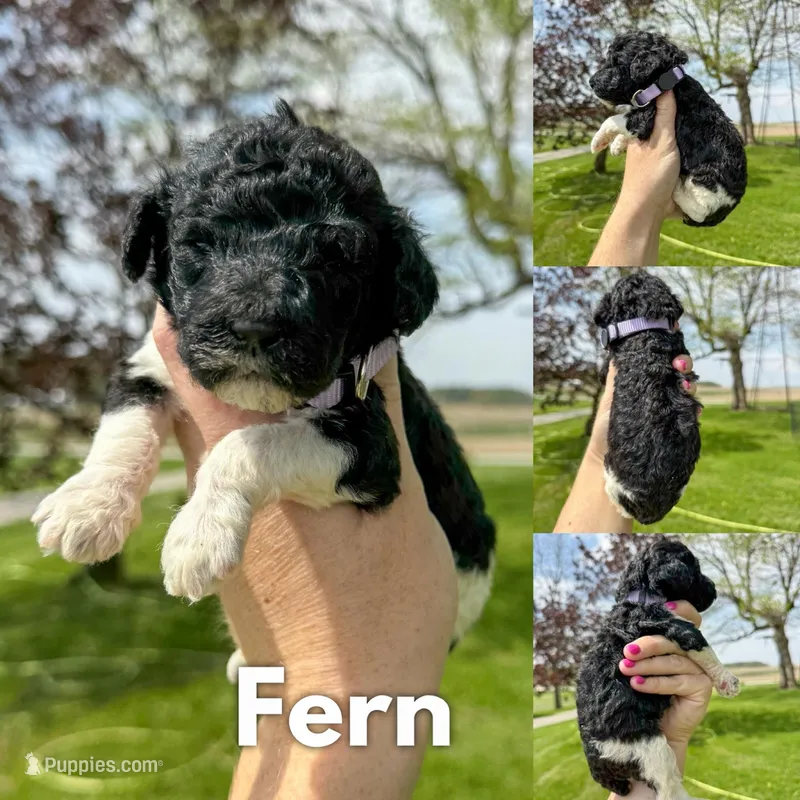 Fern - AKC – Poodle - Standard  puppy for sale in Columbia City, IN