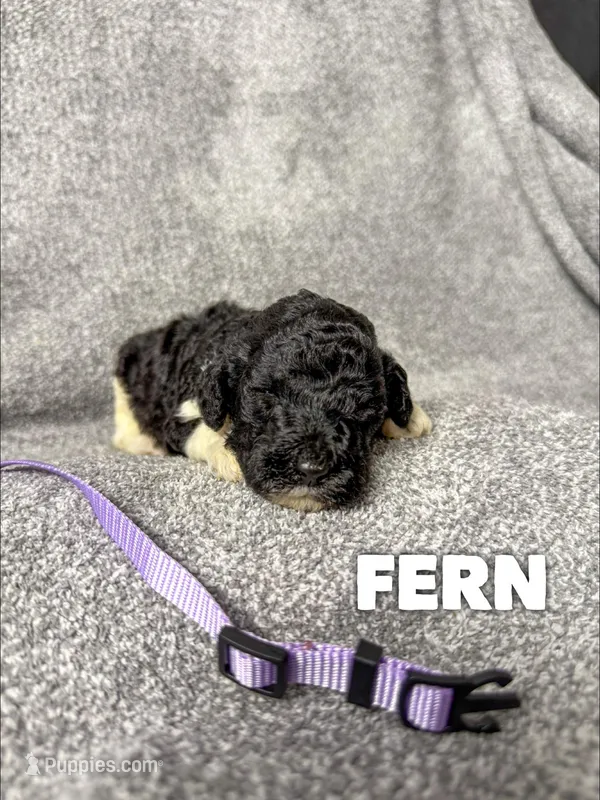 Fern - AKC – Poodle - Standard  puppy for sale in Columbia City, IN
