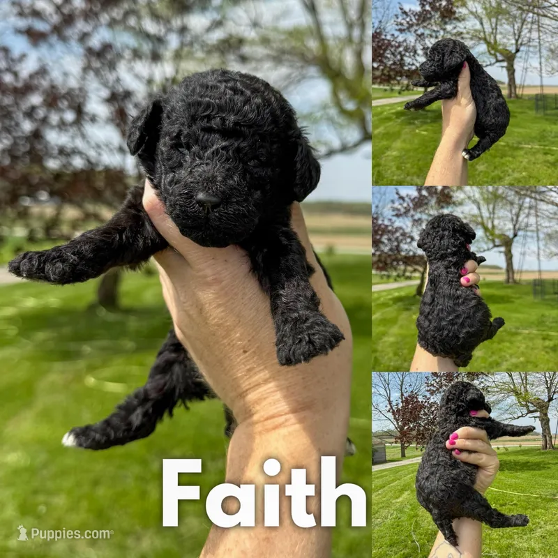 Faith - AKC – Poodle - Standard  puppy for sale in Columbia City, IN